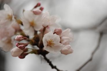 花冷え｜「横浜ハナミ」　（神奈川県横浜市南区の花キューピット加盟店 花屋）のブログ
