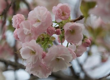 季節は八重桜へ｜「横浜ハナミ」　（神奈川県横浜市南区の花キューピット加盟店 花屋）のブログ