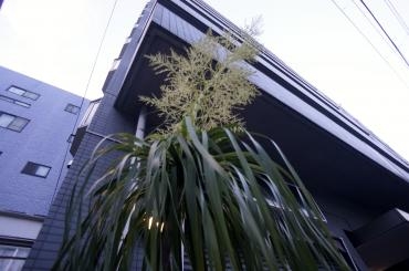 ポニーテールの花が咲いてます。｜「横浜ハナミ」　（神奈川県横浜市南区の花キューピット加盟店 花屋）のブログ