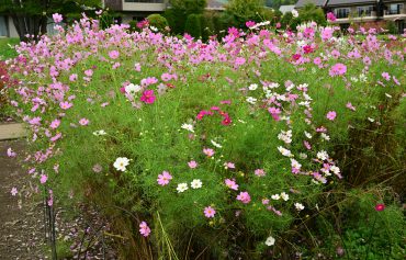 コスモスの❤️花言葉「乙女の真心」|「横浜ハナミ」　（神奈川県横浜市南区の花屋）のブログ